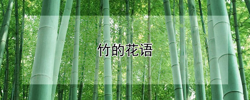 竹的花语 香石竹的花语