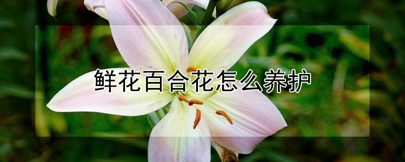 鲜花百合花怎么养护（怎样养护百合花）