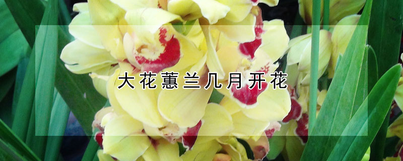 大花蕙兰几月开花 大花蕙兰多长时间开花