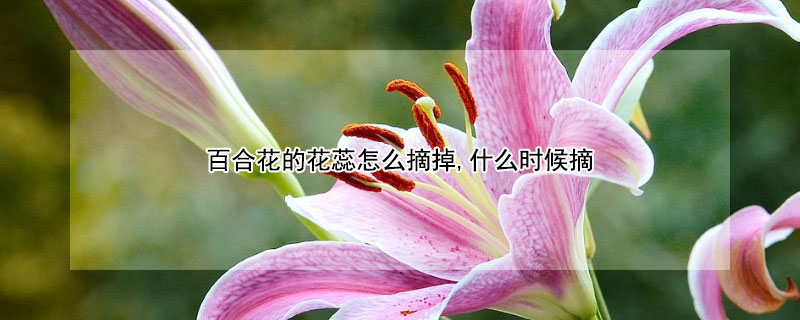百合花的花蕊怎么摘掉,什么时候摘（百合花开花了全部摘掉花蕊吗）