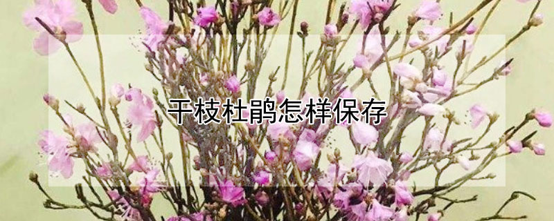 干枝杜鹃怎样保存（干杜鹃怎么放）