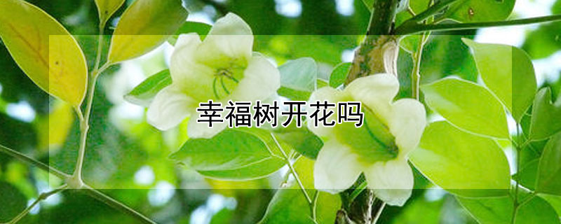 幸福树开花吗 幸福树开花吗?几年一开花