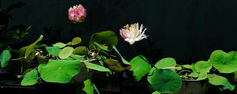 碗莲寓意 碗莲花的寓意