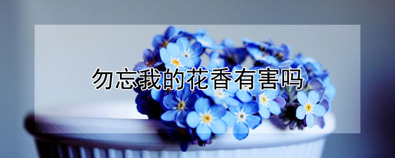 勿忘我的花香有害吗 勿忘我花香的功效