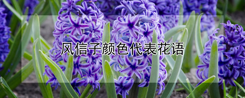 风信子颜色代表花语（风信子各种颜色的花语是什么）