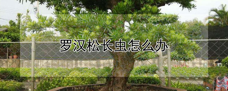 罗汉松长虫怎么办 罗汉松有虫用什么方法处理好