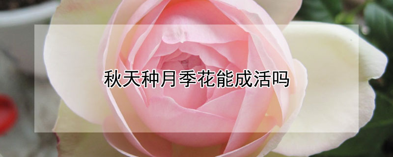 秋天种月季花能成活吗 秋天可以种月季花吗