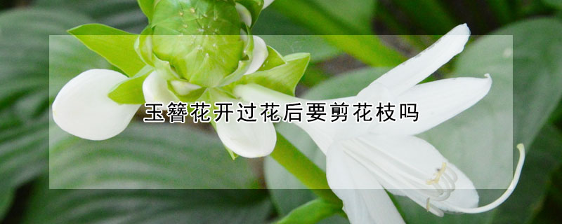 玉簪花开过花后要剪花枝吗（玉簪花谢后怎么修剪）
