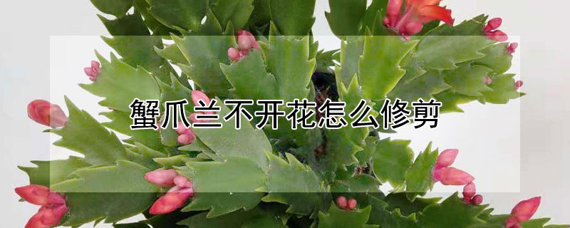 蟹爪兰不开花怎么修剪（蟹爪兰要不要修剪才能开花）