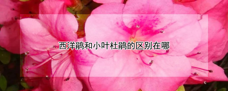 西洋鹃和小叶杜鹃的区别在哪 西洋杜鹃花和杜鹃花有什么区别