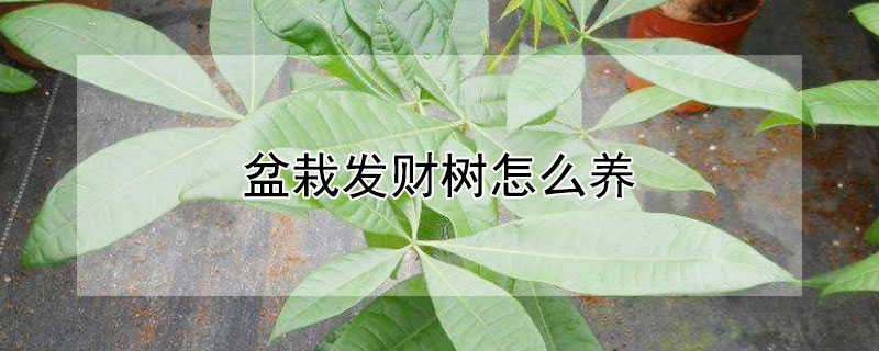 盆栽发财树怎么养（发财树小盆栽怎么养）
