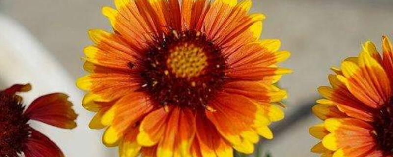 孔雀菊花语 孔雀菊的花语