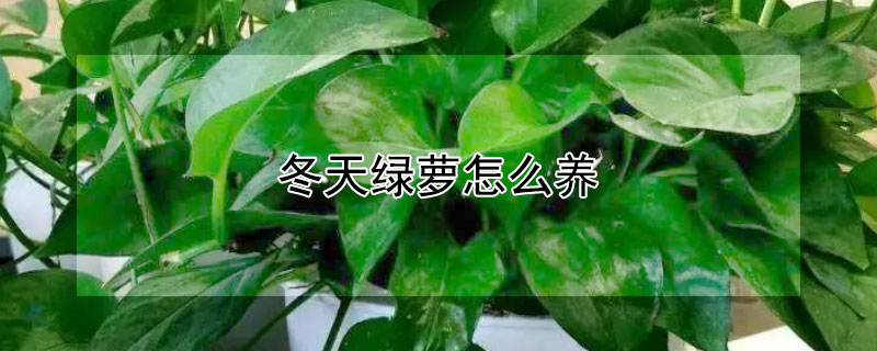 冬天绿萝怎么养（冬天绿萝怎么养护）
