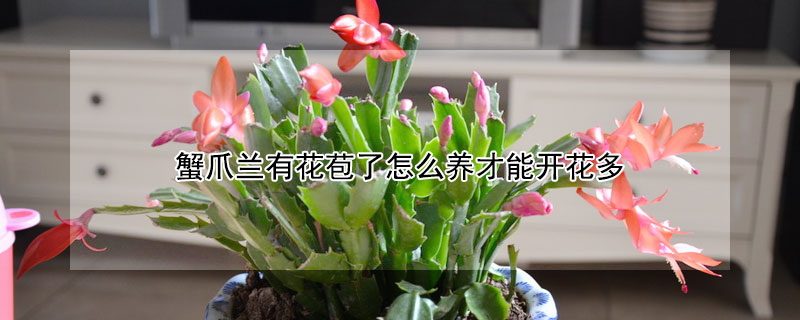 蟹爪兰有花苞了怎么养才能开花多 蟹爪兰有花苞了怎么养蟹