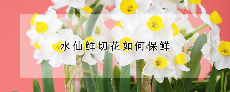 水仙鲜切花如何保鲜（鲜切水仙花能活多久）