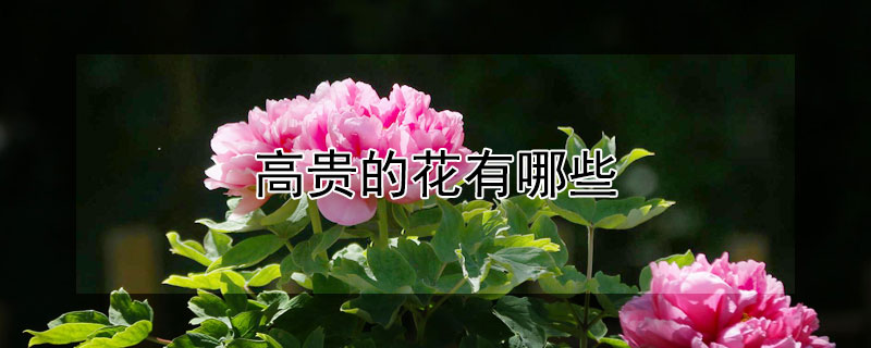 高贵的花有哪些（什么花最神秘高贵）