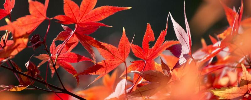 一片枫叶的寓意 枫叶的寓意及象征