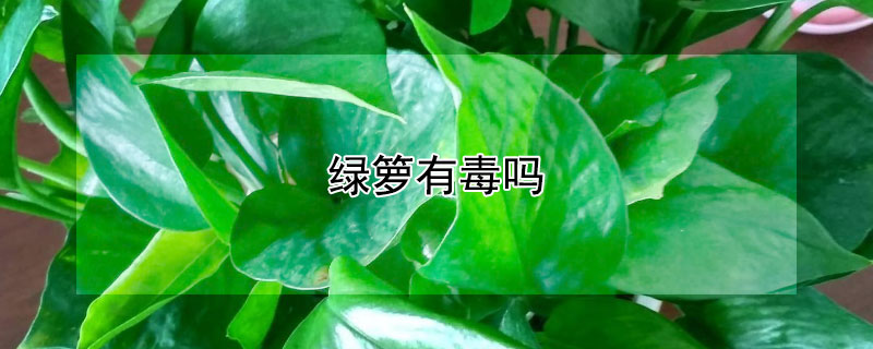 绿箩有毒吗 绿萝有毒吗对人体有害吗