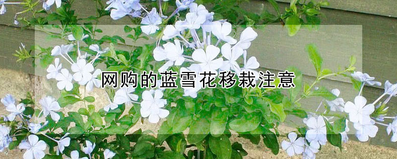 网购的蓝雪花移栽注意（蓝雪花买来怎么移栽）