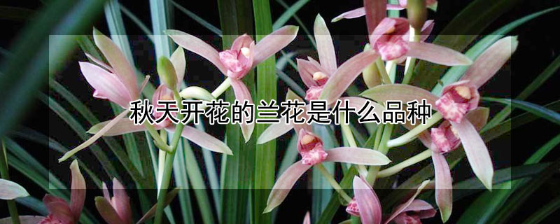 秋天开花的兰花是什么品种 秋天开花的兰花是什么兰花