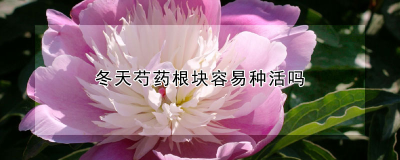 冬天芍药根块容易种活吗（芍药根春天种）