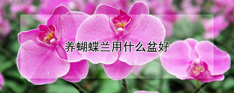 养蝴蝶兰用什么盆好 蝴蝶兰用什么盆子养