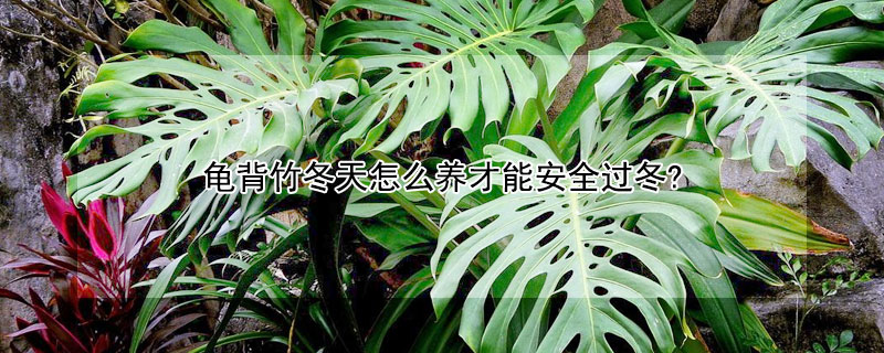 龟背竹冬天怎么养才能安全过冬? 龟背竹如何过冬养护