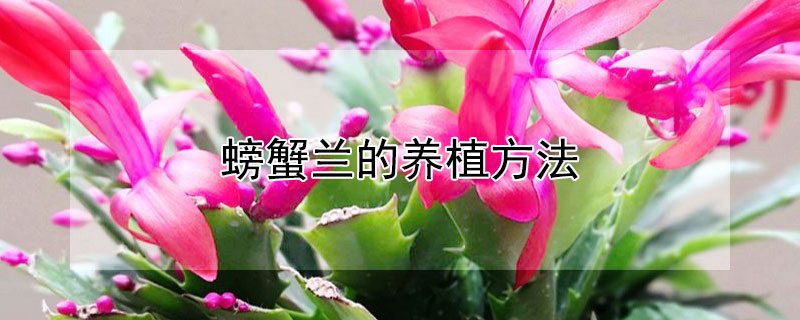 螃蟹兰的养植方法（兰花的养殖方法）