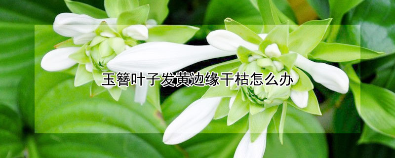 玉簪叶子发黄边缘干枯怎么办 玉簪叶子黄了怎么办