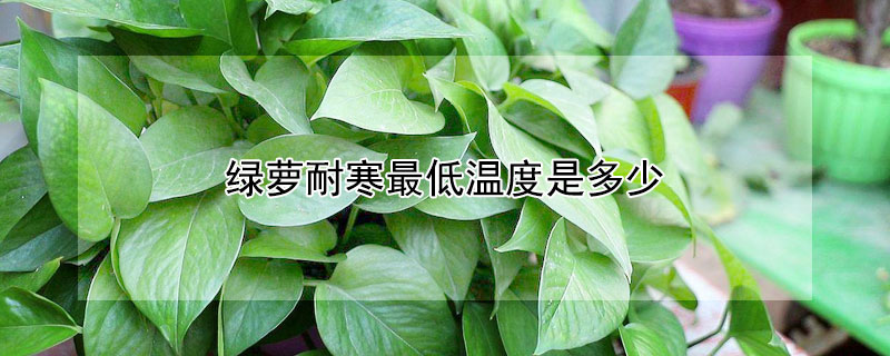 绿萝耐寒最低温度是多少(绿萝最低能耐多少度低温)
