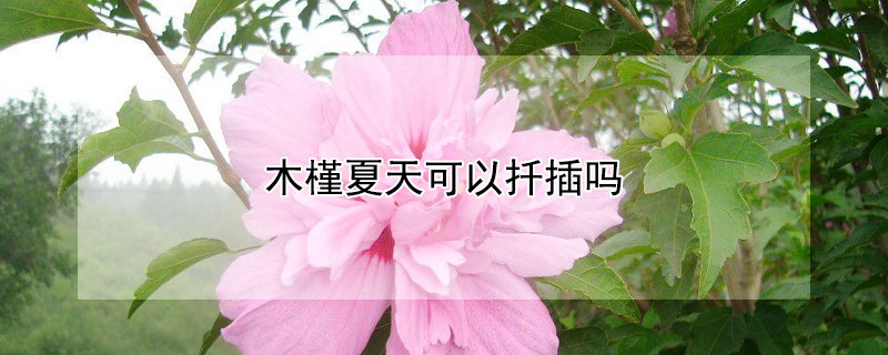 木槿夏天可以扦插吗（木槿花可以扦插吗）