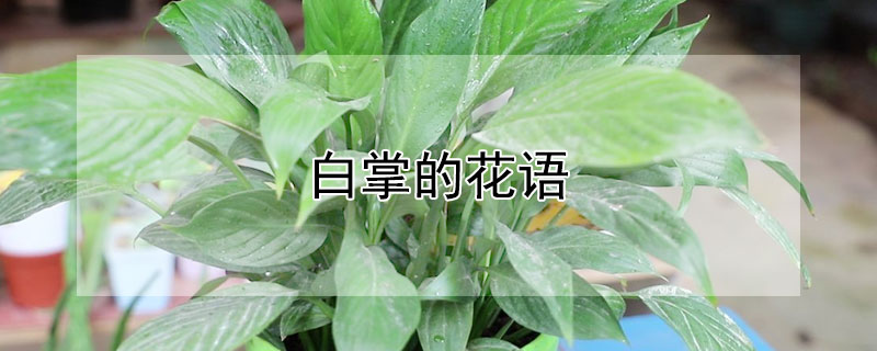 白掌的花语（白掌的花语是什么）