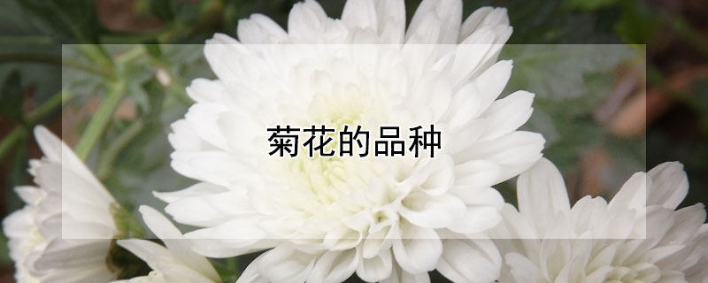 菊花的品种 菊花的品种有哪些?