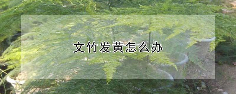 文竹发黄怎么办 文竹叶子发黄了有什么办法解决吗