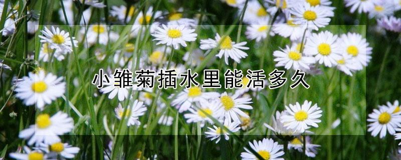 小雏菊插水里能活多久（小雏菊不放水里能活多久）