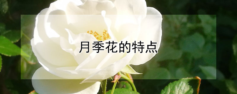 月季花的特点（月季夏洛特夫人的优缺点）