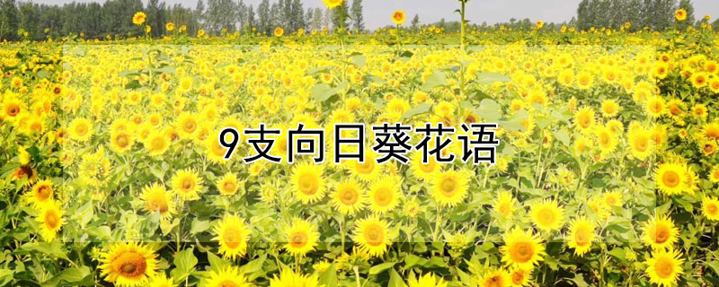 9支向日葵花语（几支向日葵花语是什么）