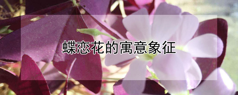 蝶恋花的寓意象征（蝶恋花的图案意义）