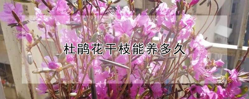 杜鹃花干枝能养多久（干枝杜鹃怎么养开花快）