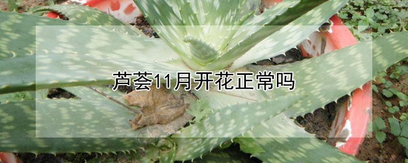 芦荟11月开花正常吗 芦荟开花花期