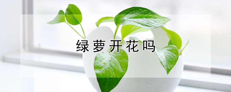 绿萝开花吗（绿萝开花吗图片）