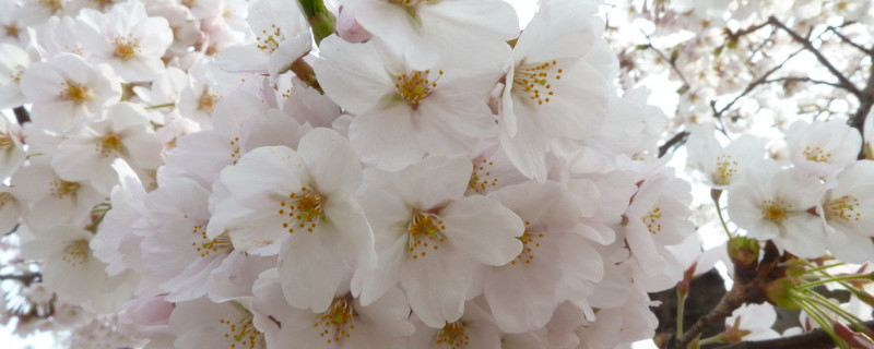 日本樱花的意义（日本樱花对于日本的意义）