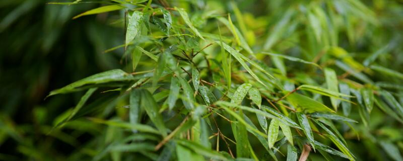 紫竹的寓意 富贵竹紫竹的寓意