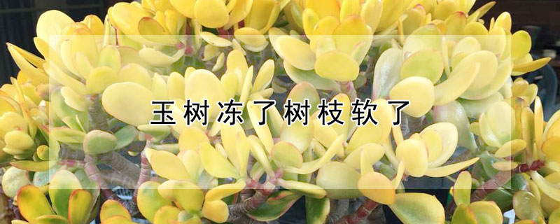 玉树冻了树枝软了（玉树冻了发软还有救吗）