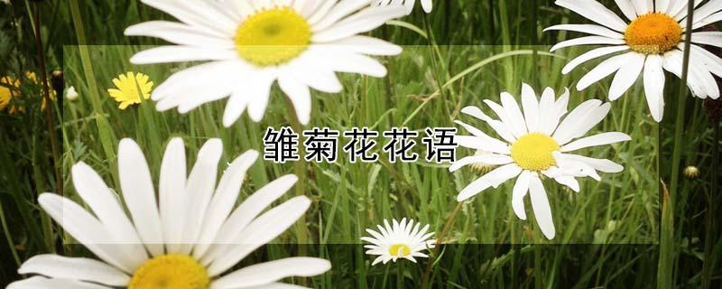 雏菊花花语 雏菊花花语代表什么