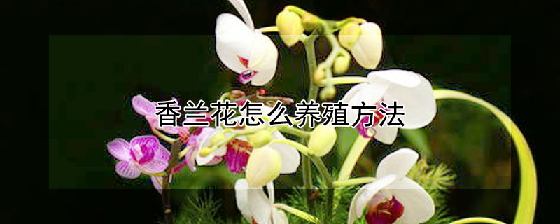 香兰花怎么养殖方法 香兰花怎么养殖方法和注意事项