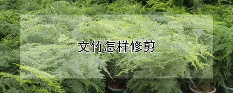 文竹怎样修剪 文竹怎样修剪根系