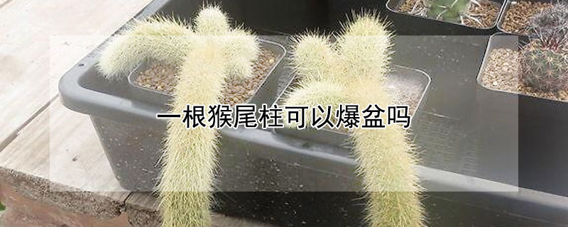 一根猴尾柱可以爆盆吗 猴尾柱花能开几天