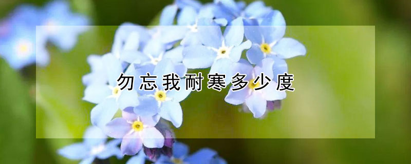 勿忘我耐寒多少度 勿忘我最低温度