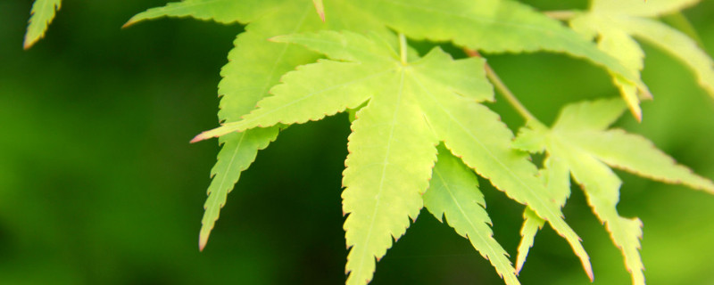 枫的寓意是什么(枫在名字里的寓意是什么)